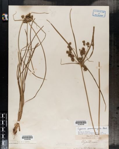 Cyperus pseudovegetus