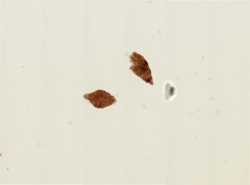 Plagiostomum vittatum