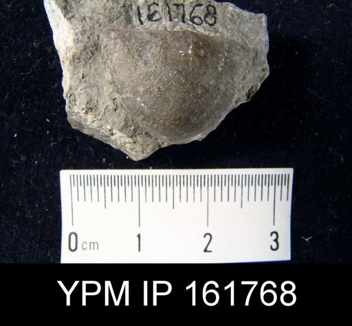 Brachyprion robusta