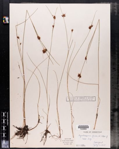 Rhynchospora fusca