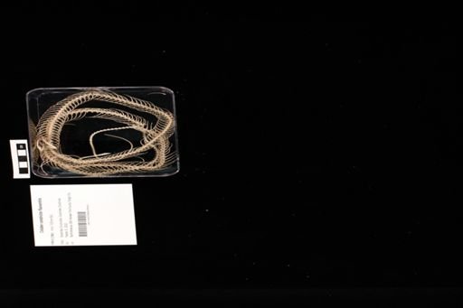 Coluber constrictor flaviventris