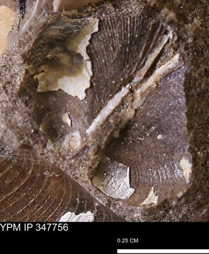 undet. Bivalvia