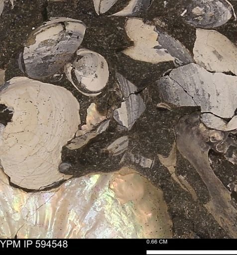 Protocardia sp.
