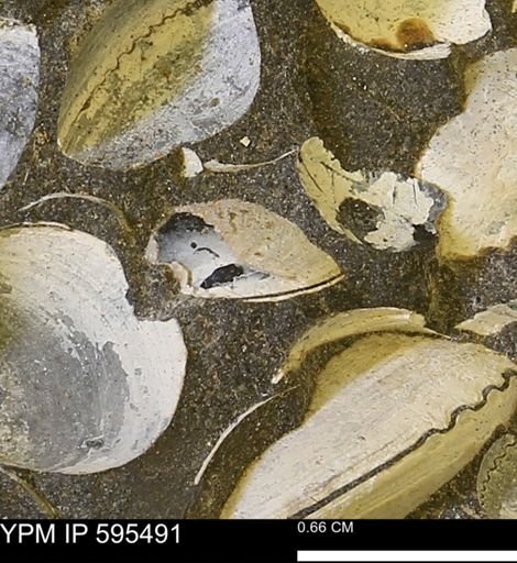 Protocardia sp.
