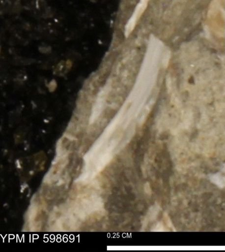 Mollusca