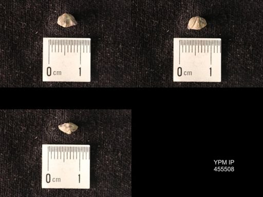 Platystrophia mimuta