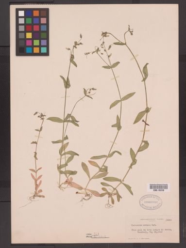 Cerastium nutans