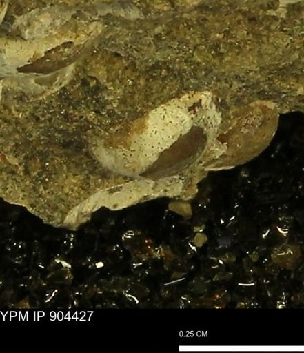 undet. Bivalvia