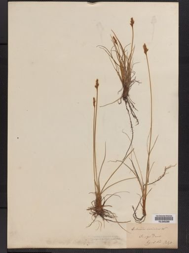 Kobresia