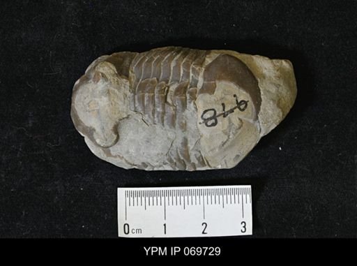Bumastus orbicaudatus