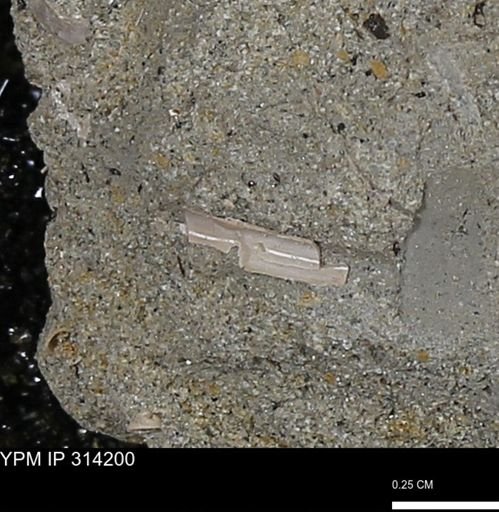 undet. Scaphopoda