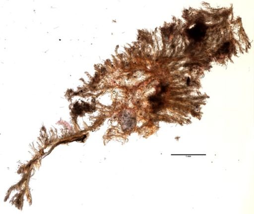 Protosuberites ectyoninus
