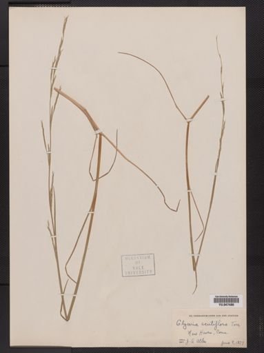 Glyceria acutiflora