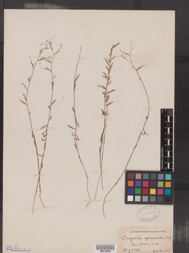 Campanula aparinoides