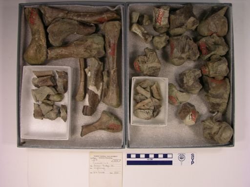 Crocodilus sp.