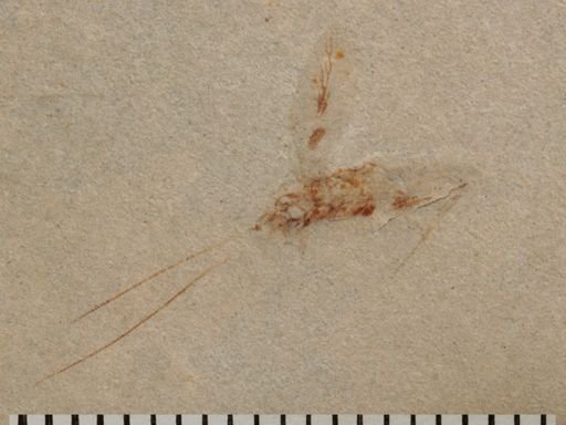 Orthoptera?