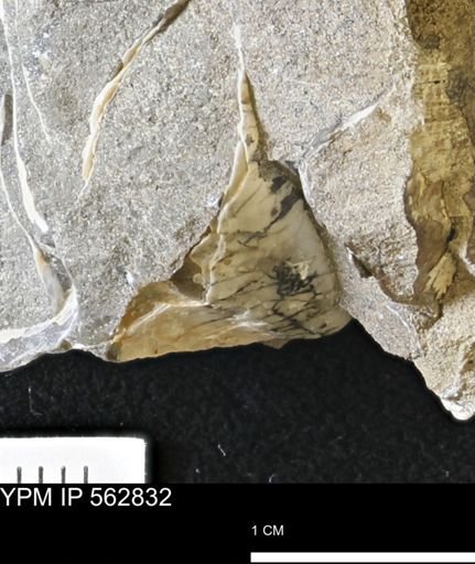 Phelopteria linguaeformis