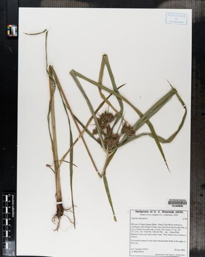 Cyperus odoratus