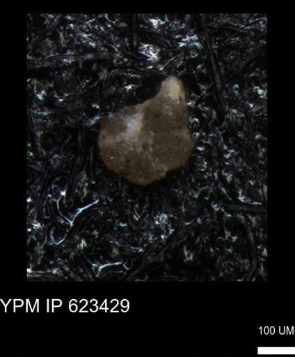 undet. Foraminiferida