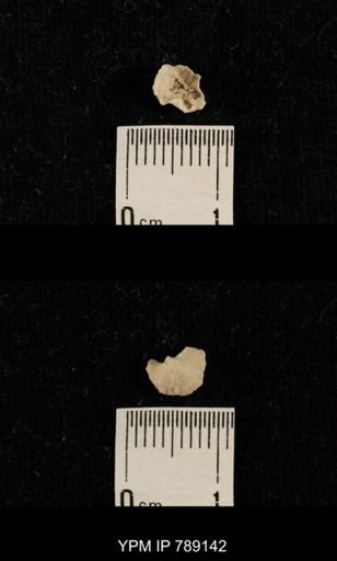 undet. Brachiopoda