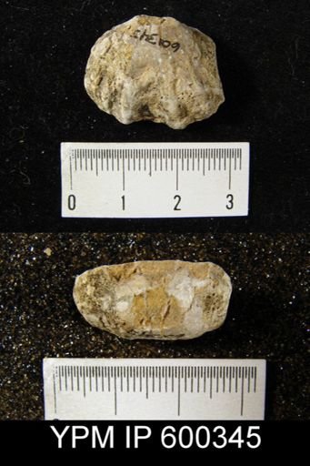 Enteletes hemiplicata