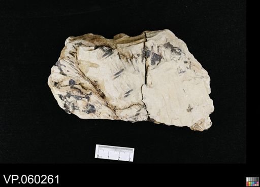 undet. Aulopiformes