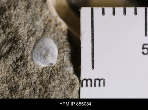 Protocardia subquadrata