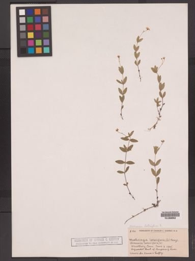 Arenaria lateriflora