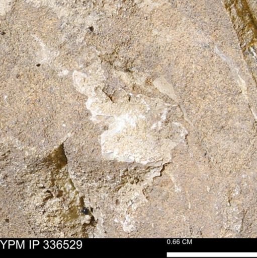 undet. Mollusca