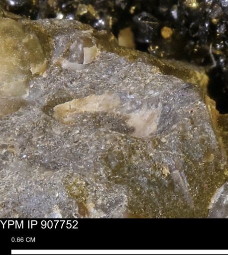 undet. Mollusca