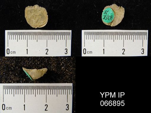 Productella hallana