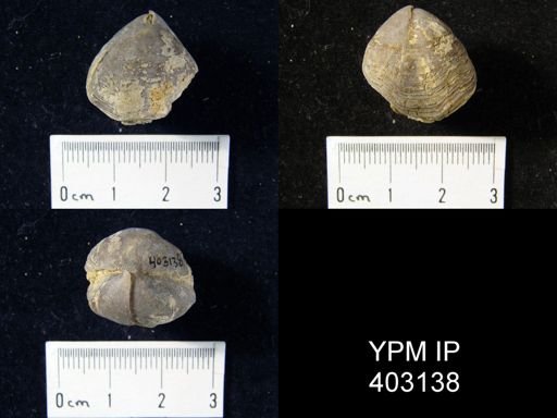 Composita trinuclea