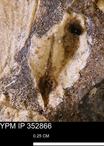 undet. Mollusca