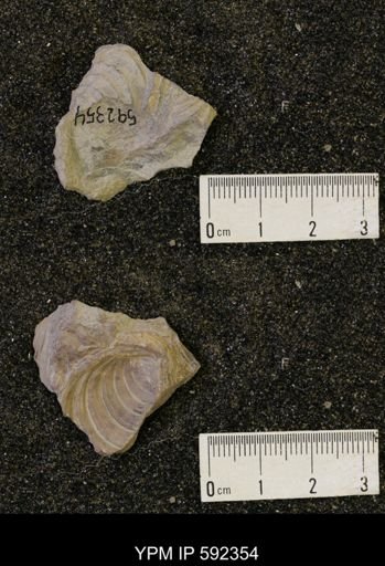 Inoceramus acutiplicata