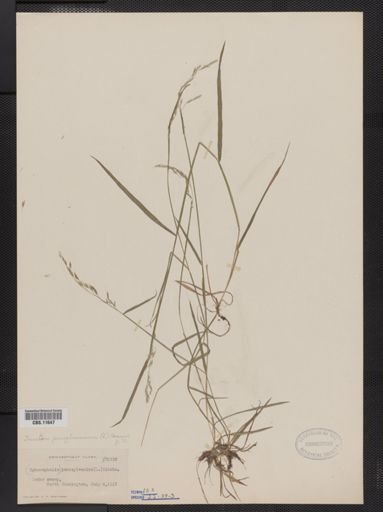 Trisetum pensylvanicum