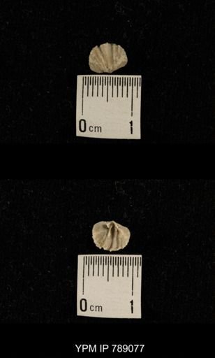 undet. Brachiopoda