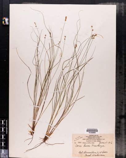 Carex howei