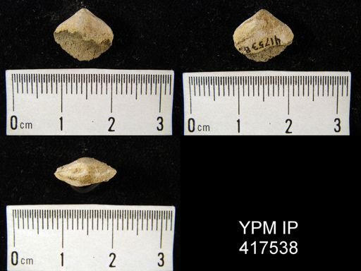 undet. Athyridida