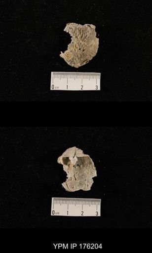 undet. Aulostegoidea