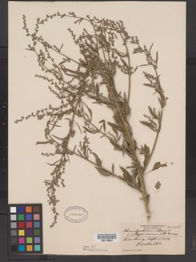 Chenopodium album