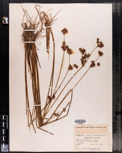 Juncus canadensis