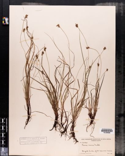 Carex emmonsii