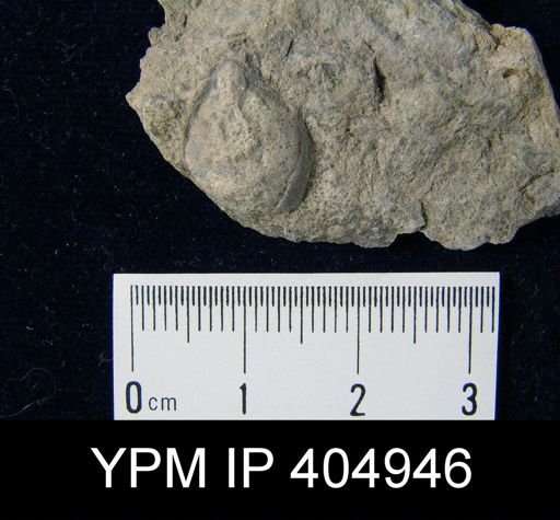Centronella sp.
