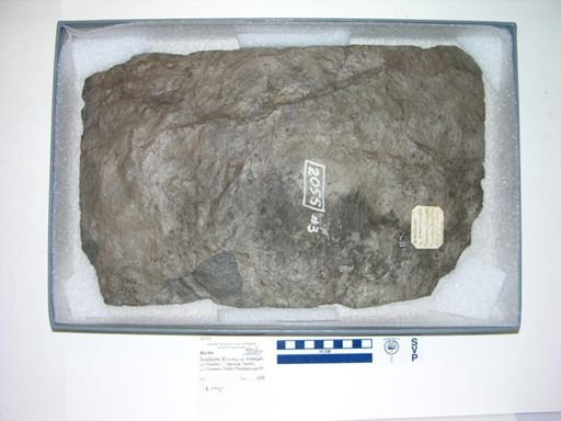 Grallator cf. cursorius