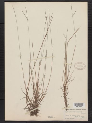 Digitaria filiformis