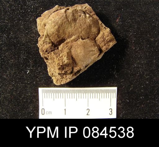 Schizophoria senecta