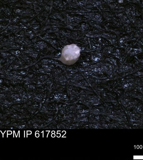 undet. Foraminiferida