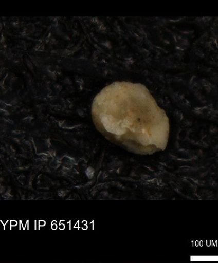 undet. Foraminiferida