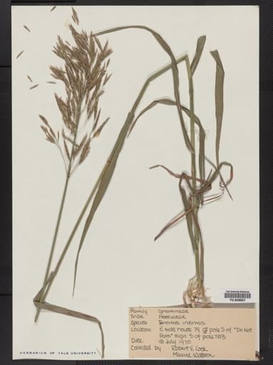 Bromus inermis