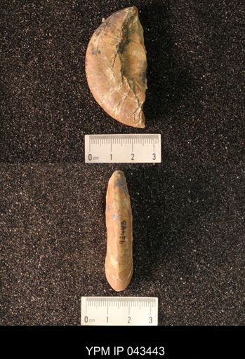 Hoploscaphites nicolletii